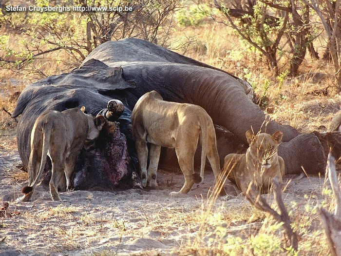 Chobe - Leeuwen aan kadaver van olifant Tijdens de nacht hoorden we vreselijk gebrul vanuit onze tenten. De volgende ochtend botsen we een kilometer buiten de kampplaats op een olifanten kadavar dat opgepeuzeld wordt door leeuwen. Stefan Cruysberghs